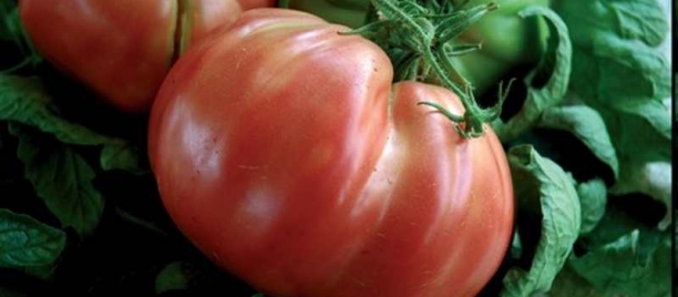                                 I prodotti Tipici