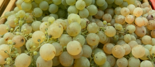 La vendemmia