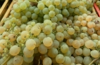 La vendemmia