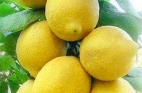 I limoni di Sorrento