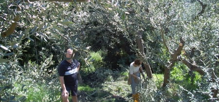 La raccolta delle olive